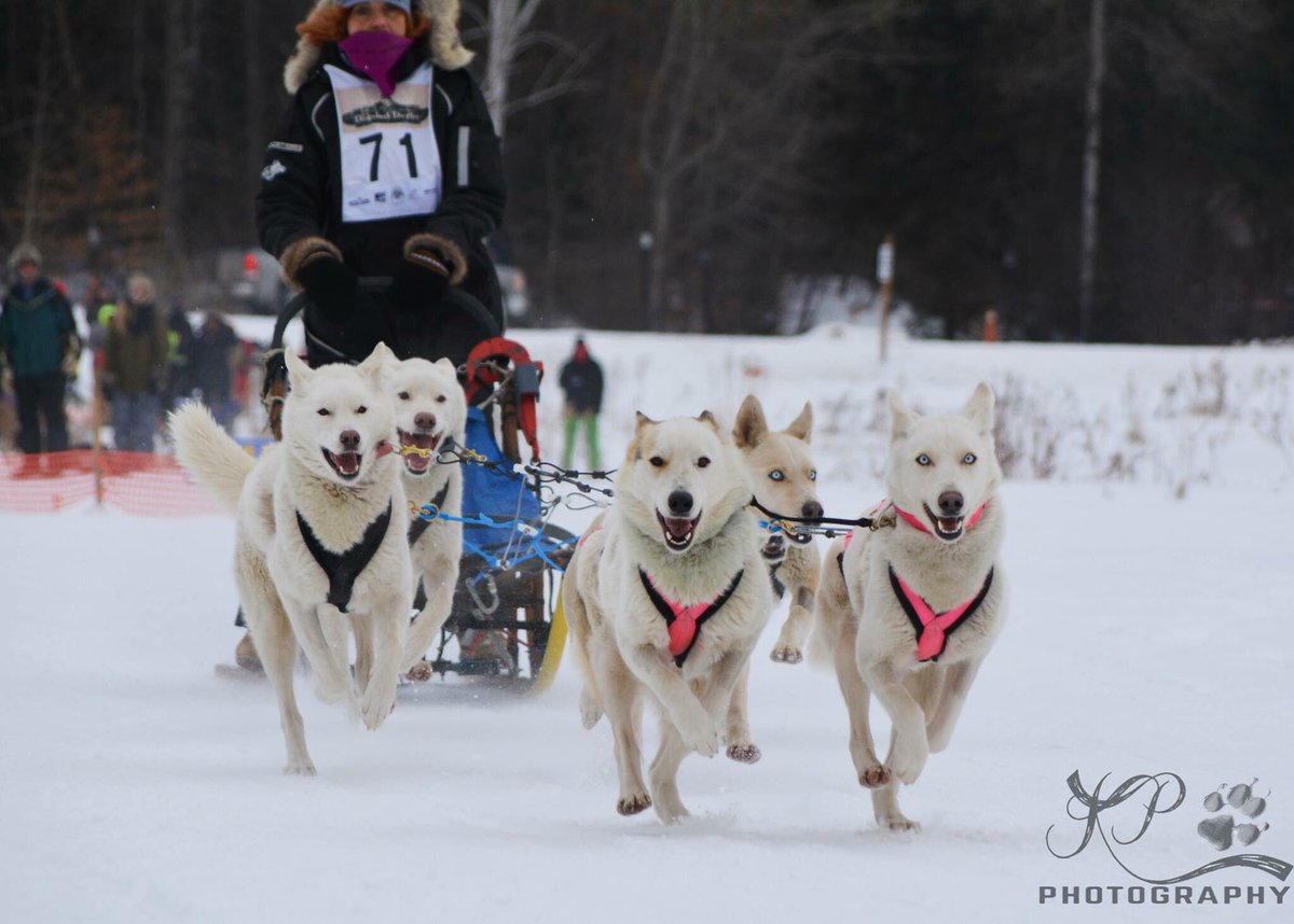 PDRhowler's tweet photo. The Ontario Federation of Sleddog Sports is joining the #HOWLer once again!

Stop by their try-it station to watch their demo, chat about the sport, and try it for yourself!  Schedule on website, https://t.co/5pOQs5doUO https://t.co/M4Li4h8rz6
