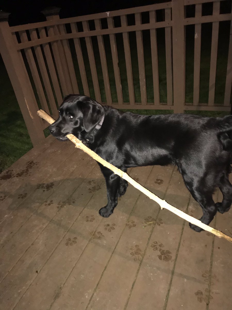 Knuth412's tweet photo. @finnthebatdog if you ever need a night off Lucy has your back. https://t.co/QS6O65I329