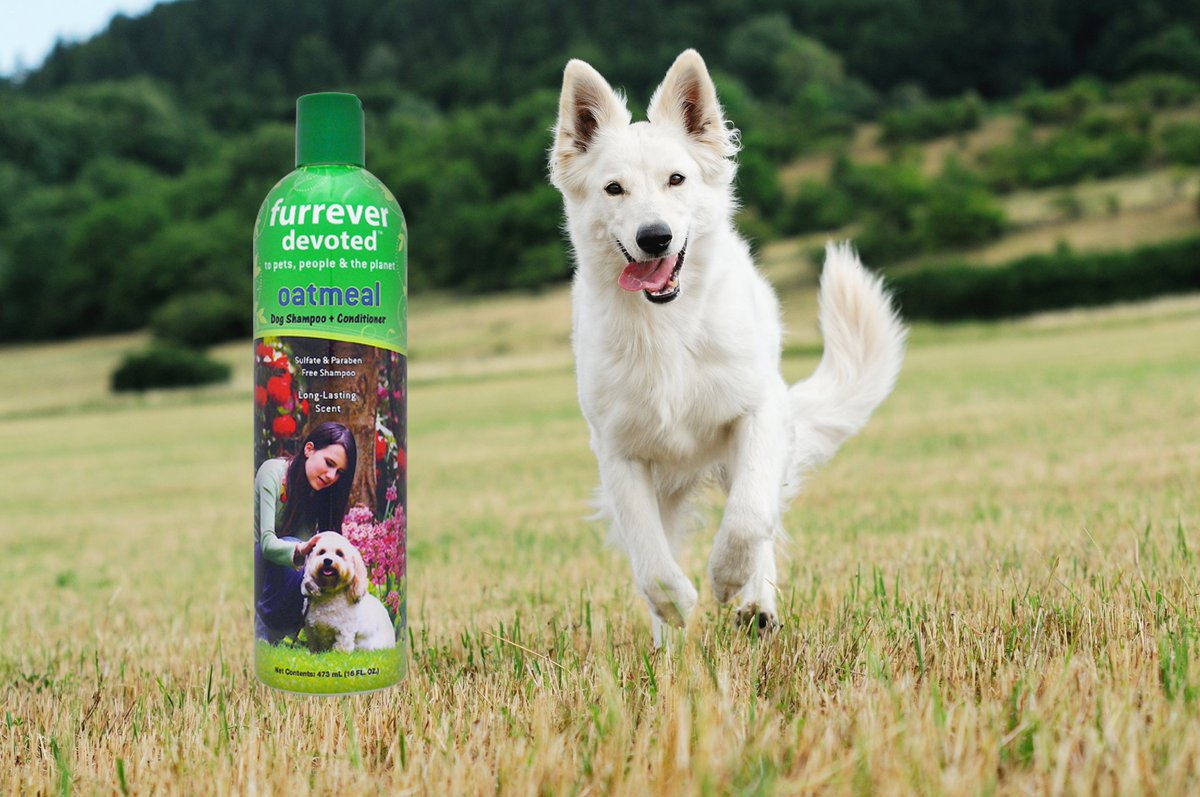 FurreverDevoted's tweet photo. Dry coat and itchy skin? Furrever Devoted Oatmeal Shampoo helps gently clean, soothe and condition your dog's skin and coat.

https://t.co/SgH0KdWJjc

#furreverdevoted #Furrever #dogshampoo https://t.co/FfrGIYFHYg