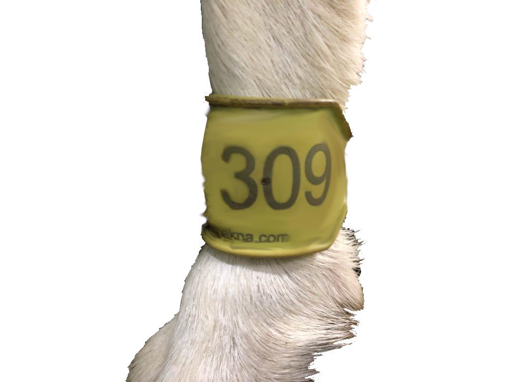 GreenoakNA's tweet image. Parlour automation requires accurate Animal ID to be efficient. Our walk-through and per place ID systems are tested and proven to provide users with all the data needed for proper data analysis. greenoakna.com/goat-sheep-ide… #animalID #automation #IDsystem