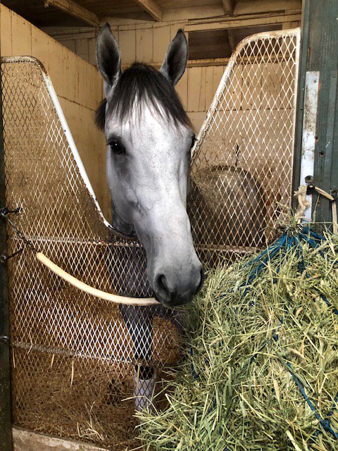 AfterFinishLine's tweet photo. TY @HronisRacing for donating Gift Box’s race worn horseshoe fr the $600,000 Santa Anita Handicap (G1). Gift Box edged McKinzie in Big 'Cap Thriller ridden by #JoelRosario. 2nd Big ‘Cap for trainer John Sadler &amp; Hronis Racing. Earnings $979,160. Bid 6/2-9, https://t.co/LFfcIrW1dj https://t.co/prUkk9Ctng