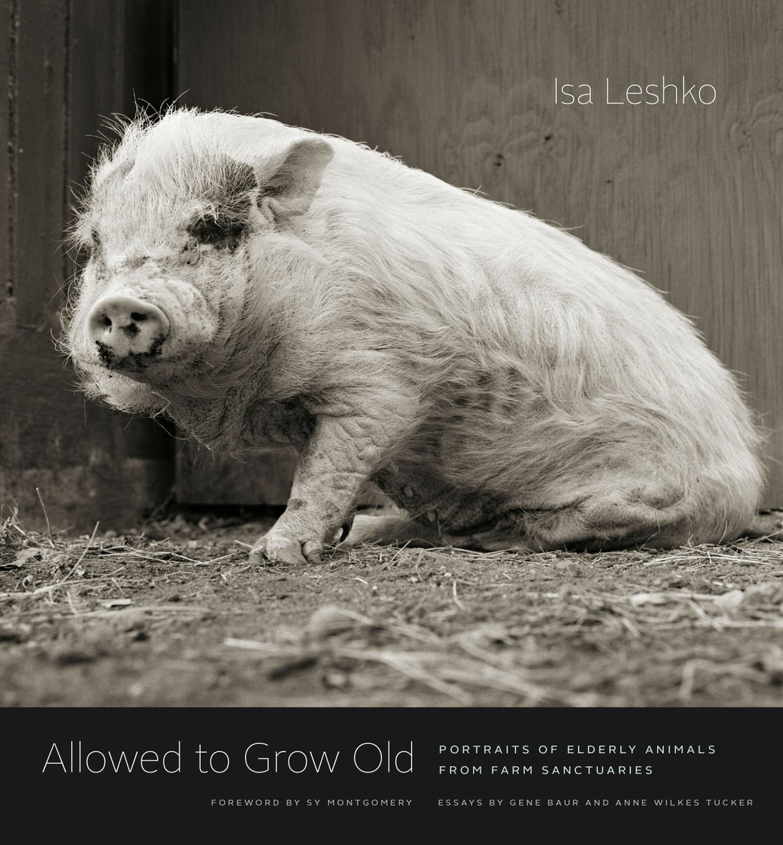 farmsnotfactory's tweet photo. Farm animals are usually photographed in their youth, getting slaughtered before they grow old. @IsaLeshko captures the beauty of rescued animals, like this pretty piggy, permitted to live full lives 💕 Read the @PsychToday review here: https://t.co/EBFdfxmdhz #AnimalWelfare https://t.co/JjxTkIpE83