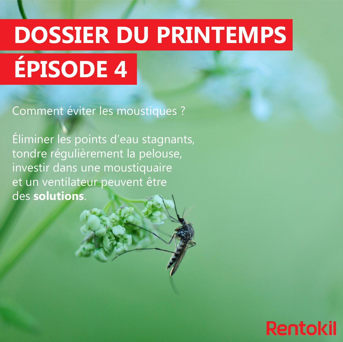 RI_France's tweet photo. [dossier du printemps - Episode 4]
C'est bientôt l'été, pourquoi stresser ? Les #moustiques ? Ne vous en faites pas, si vous ne pouvez ou ne voulez pas les éviter, il existe des #solutions ! Pssst, on a quelques #astuces par ici 👇
https://t.co/ZELs9TQabK https://t.co/xD0LsnCWZD