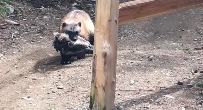 A Reminder To Never Mess With A Wolverine bit.ly/2Kbt8mQ #animals