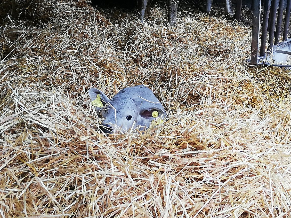 milkmaid62's tweet photo. #worththeearlymorning #calving2019 https://t.co/Wn5oTIMdui