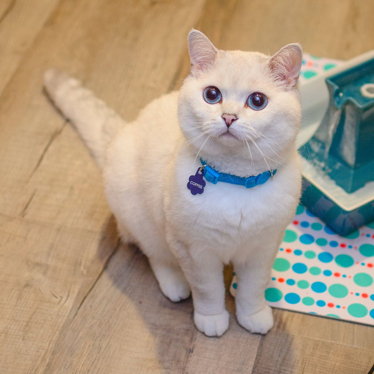 What’s super fluffy and sheds everywhere? ME 😸 <a href="/STAINMASTER/">STAINMASTER</a> PetProtect™ luxury vinyl was created specifically for homes with pets because of the durability and its easy to clean! #petprotect #sponsored