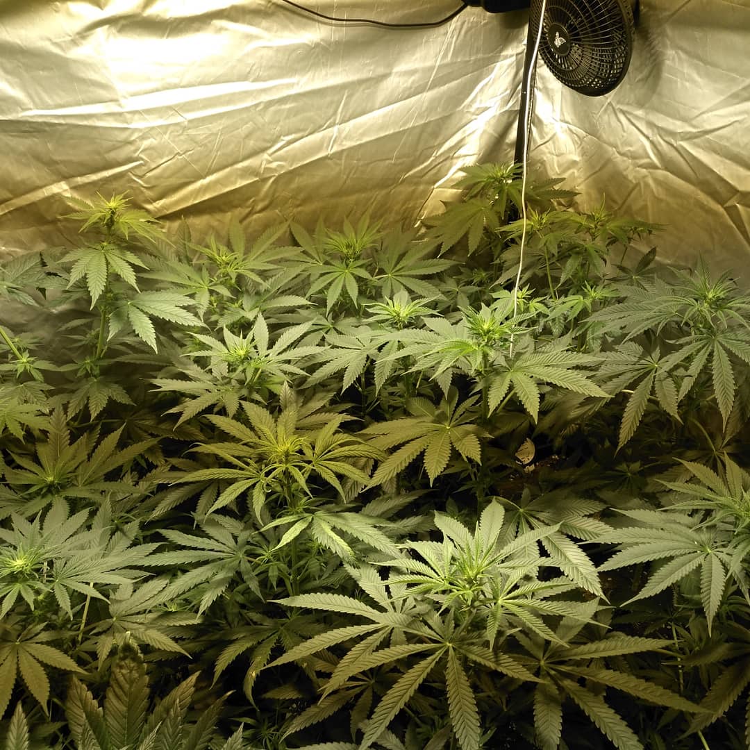 Gonyweed tweet media