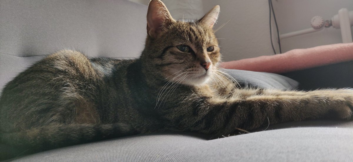 LetsDanika's tweet photo. Ich hab die Sphinx gefunden, die lag auf unserem Sofa. Okay ist nicht so ähnlich wie die in Ägypten aber die Pose hat er fast drauf. 😁
Ich wünsche euch noch einen schönen Tag. 😊🌺
#katze #neko #cat #Sphinxpose #oz https://t.co/wJjZJ1Zuo2