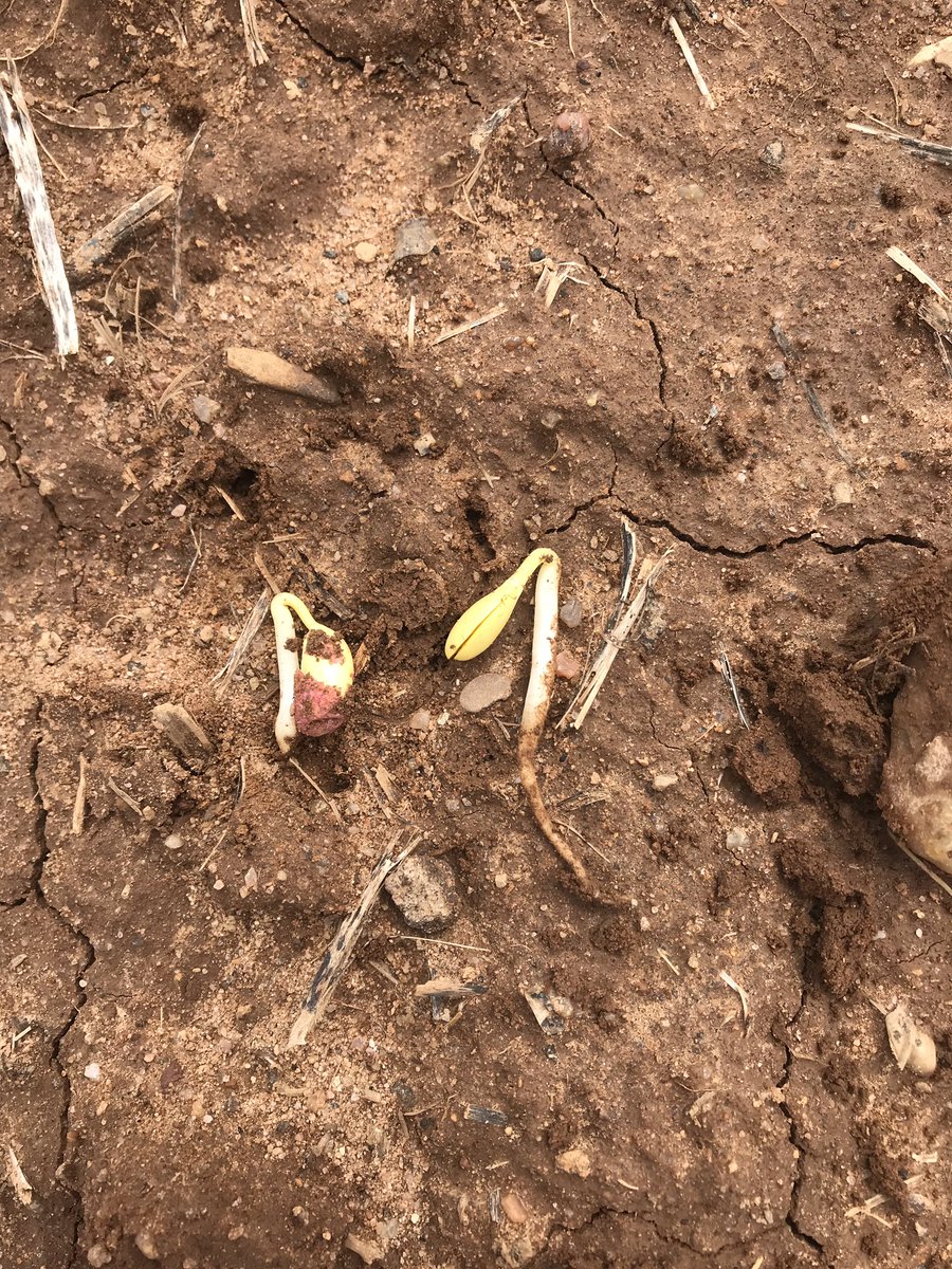 alanarae3's tweet photo. Dekalb beans planted may 11, hoping the heat this weekend will push them to emerge 🤞🏼🤞🏼#plant19 https://t.co/gX477peaqW