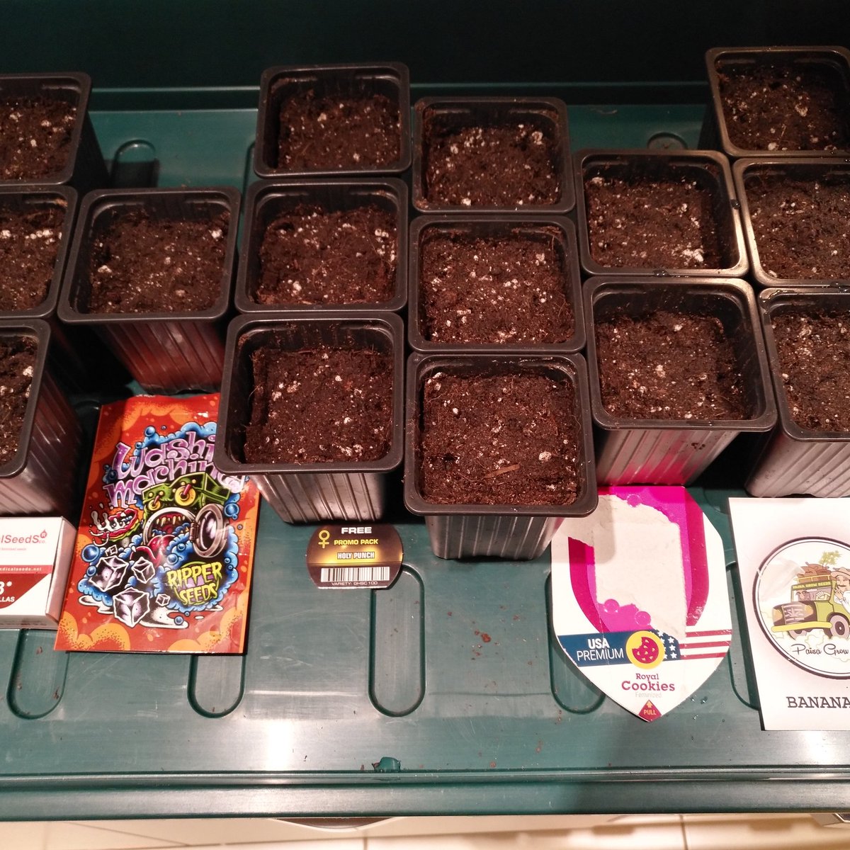 Gonyweed tweet media