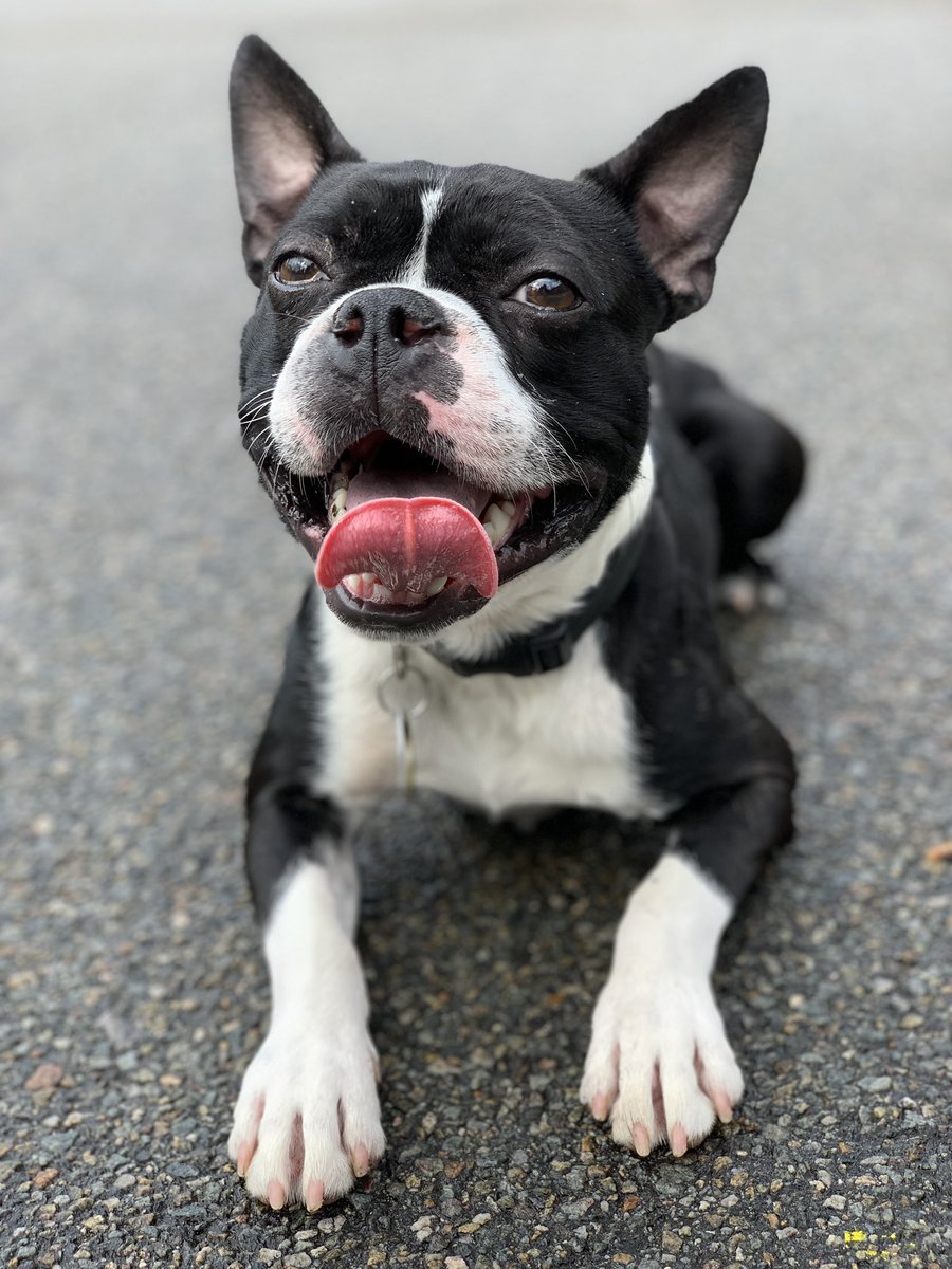 AntoineBecks's tweet photo. @anamariecox Ninja could literally poop on someone in the middle of 5th Avenue and would not lose any supporters #adorables https://t.co/zjbJgRfwGe