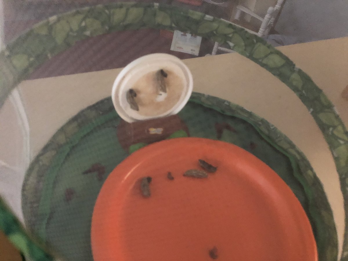 LNagyTisdale's tweet photo. Look what’s happening in Kindergarten! 🐛 Investigating the life cycle of a butterfly 🦋
#HandsOnLearning 
#LearningFromRealLife
#LifesMiracles #ScienceRocks https://t.co/p8YLF57KHD