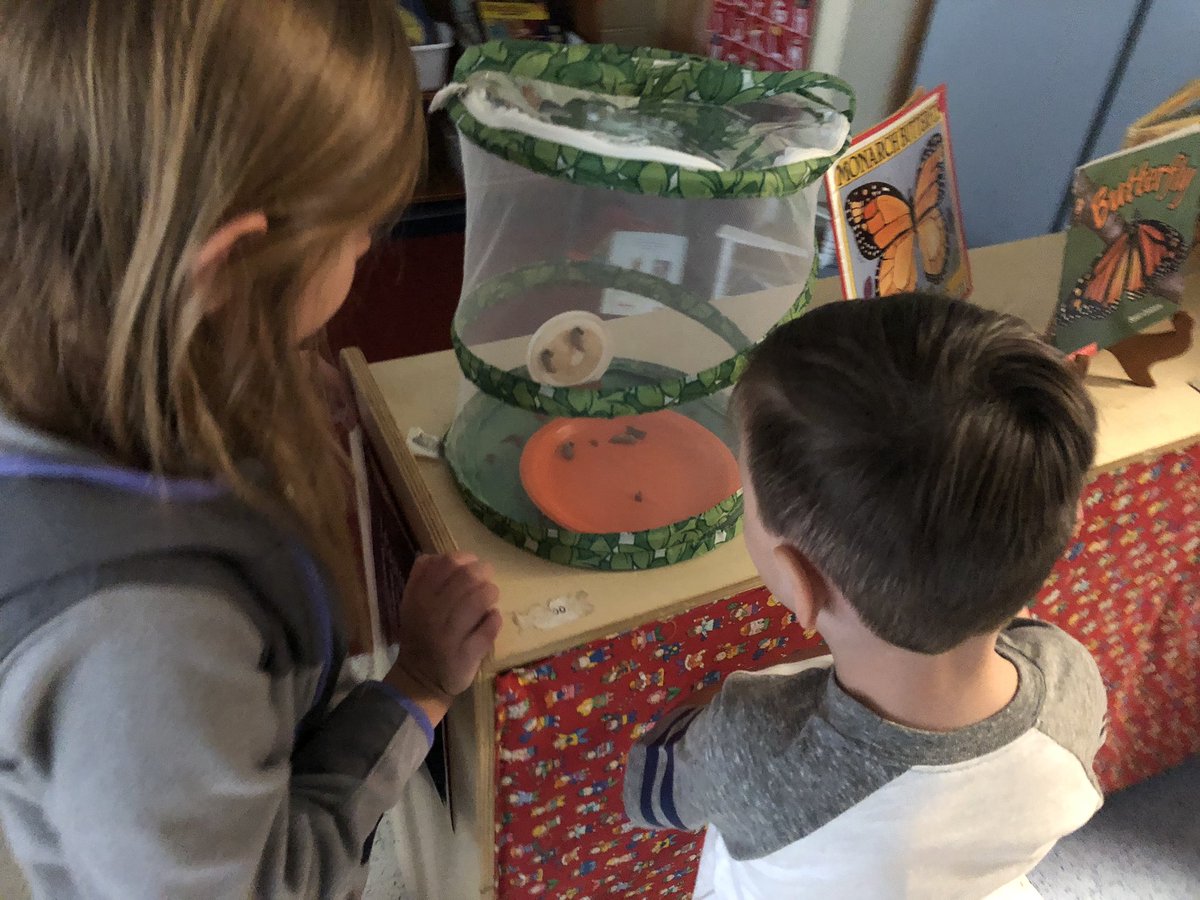 LNagyTisdale's tweet photo. Look what’s happening in Kindergarten! 🐛 Investigating the life cycle of a butterfly 🦋
#HandsOnLearning 
#LearningFromRealLife
#LifesMiracles #ScienceRocks https://t.co/p8YLF57KHD