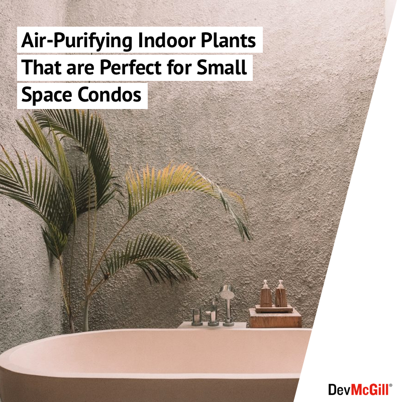 For condo dwellers, keeping a plant alive with natural light in limited space, can be tricky. Find these beneficial plants at your local market or flower shop that will give your home a breath of fresh air – both literally and figuratively: bit.ly/2X2NlhJ