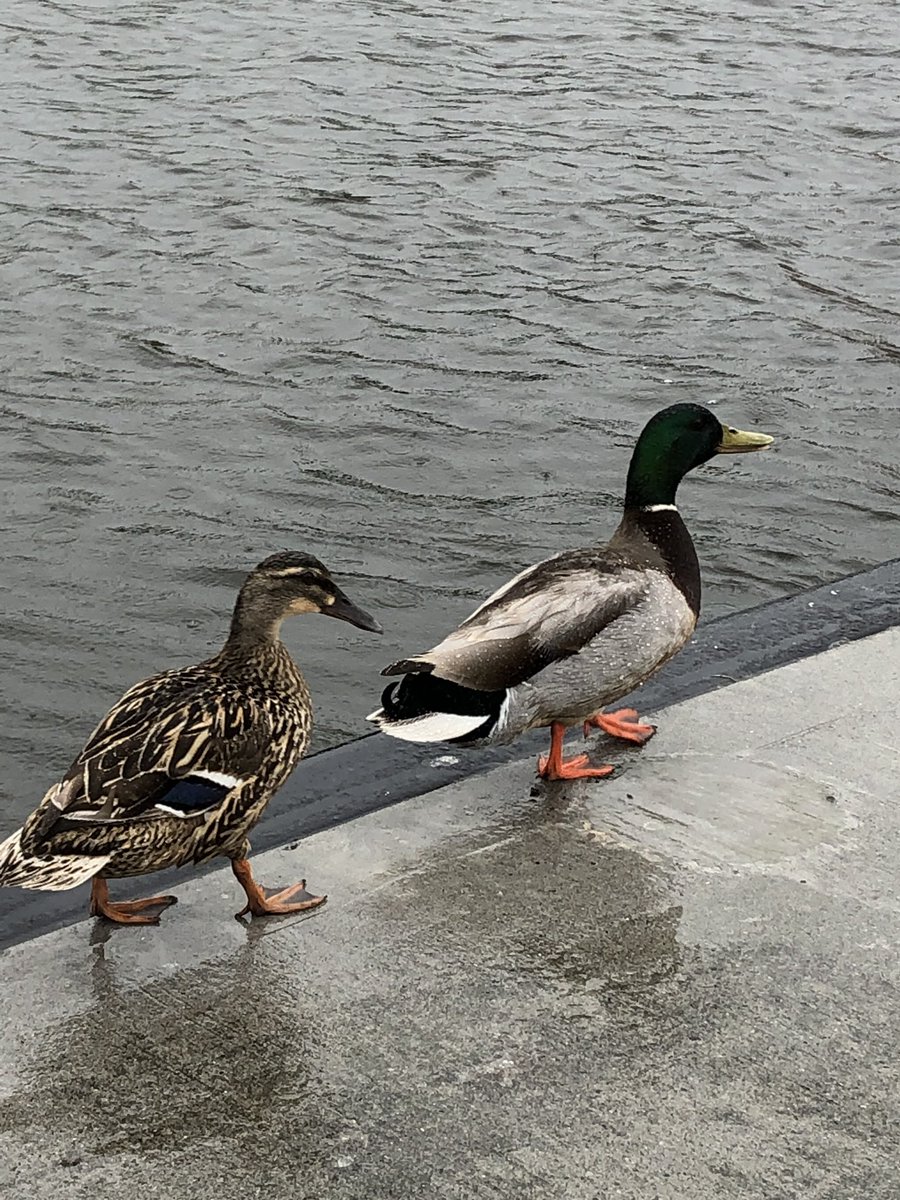 It’s wet for ducks 🦆 #NWCollegesRegatta 2019 <a href="/FoylePort/">Foyle Port</a>