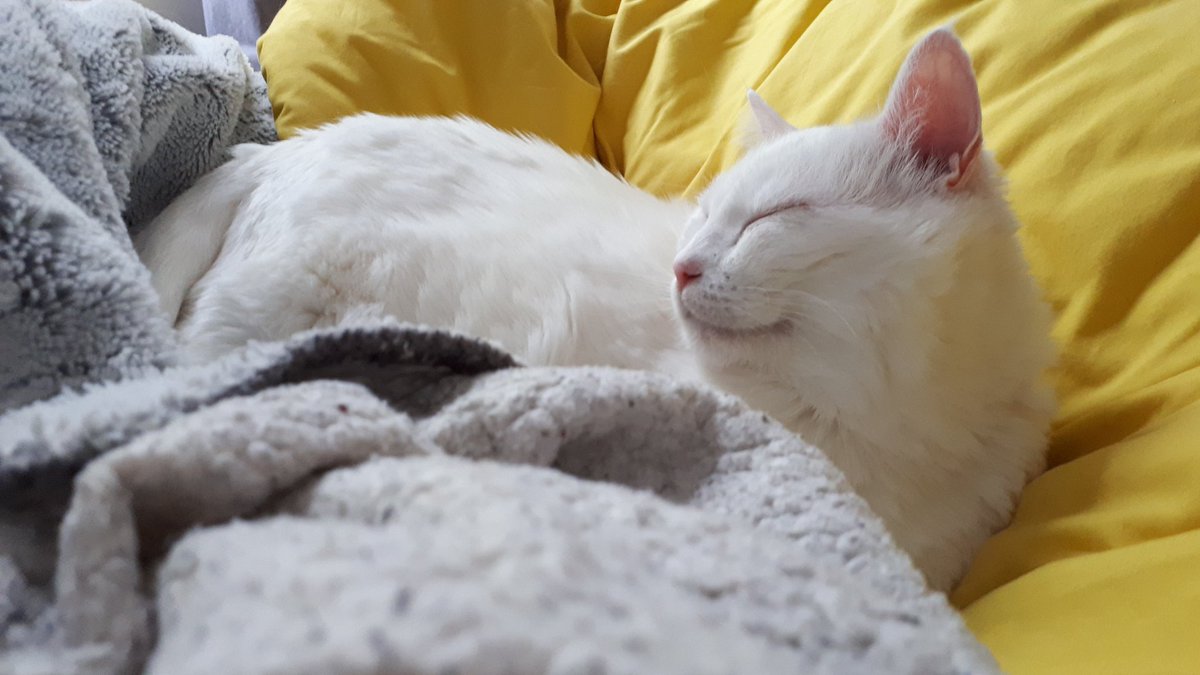 TweetKat1's tweet image. On est bien ou pas?