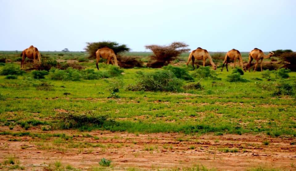 NajmoAbdalla's tweet photo. Cadaado Isku Xirka Galmudug.
Cadaado Cidi Kaama Xigto.

#Galmudug 
#Cadaado 
#Somalia https://t.co/YzGbI6hyvD
