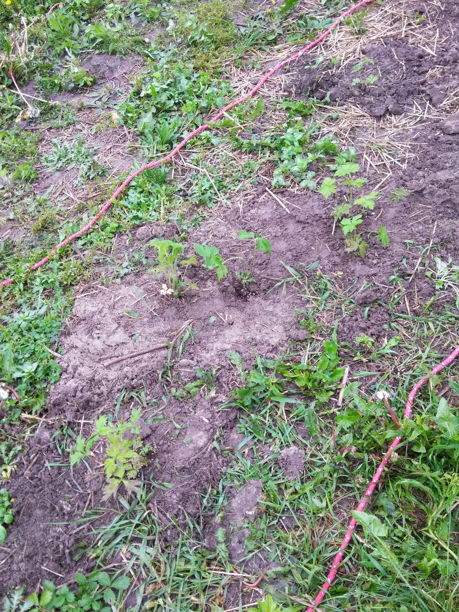 Gr 7s at the Meadoway, light drizzle not going to stop outdoor learning! Planted the plants they have been nurturing in the class, threw some seed balls, and learned about animals at-risk, native species and invasive species. <a href="/TDSB_Donwood/">Donwood Park PS</a>