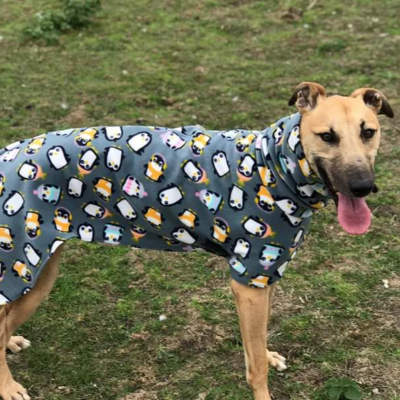 NWDogRescue's tweet photo. #woofwoofwednesday 

Please RT to help me find my furever home.
You'll find all my details and an enquiry-form here
https://t.co/0Mc5qejVNH https://t.co/FCPfAoidNo