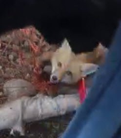 Lenexa animal control officer rescues baby fox