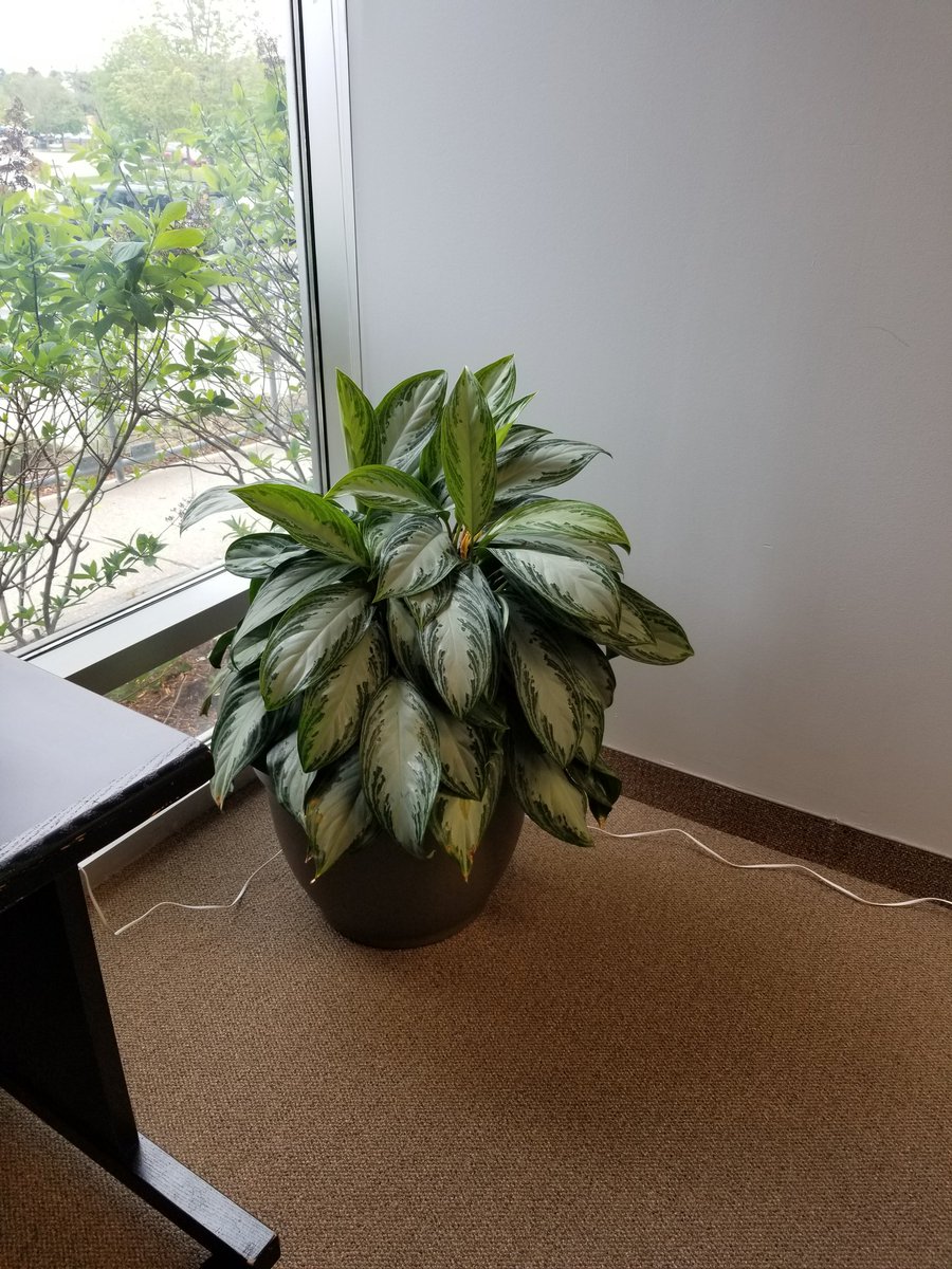 meganracey's tweet photo. Mid-week wins:
1. Repotting this thriving plant (est. 2017) that included #teamwork from picking the pot to replanting it #stressrelief!
2. Receiving the #compliment of the year by @SCSimpson3 - "that was a good boss moment" ๐
#lovemyteam #lovemyjob #WiltonGroup @WiltonConsult https://t.co/om5EExWj4i