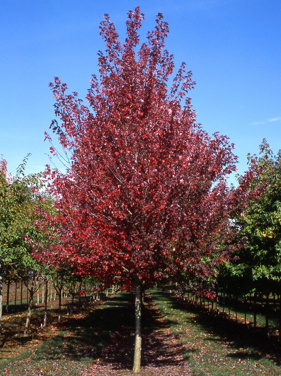 iTreesChicago's tweet image. Redpointe® Red Maple is one of those tried and true selections that we can&apos;t say enough about!
.
Check out the reasons why we think this tree is on point → 
.
itrees.com/blog/tree-of-t… 
#trees #treeblog #redmaple #maple #itrees #itreeschicago #redpointeredmaple #treeoftheweek