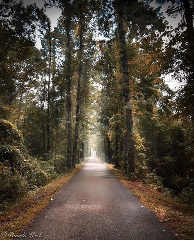 LANorthshore's tweet photo. Let the 31-mile Tammany Trace be the path to your adventures on Louisiana's Northshore. ⠀
#lanorthshore #onlylouisiana #feedyoursoul #exploremore #louisianalife #bikepath #walkpath #railstotrails ⠀
[ #Repost @pamela.pix 📸 ] https://t.co/6y0hc7pPoL https://t.co/VR2WPKa59y