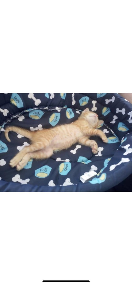 Este pequeñín necesita un hogar 🏡 
Lo encontraron abandonado y le falta un ojito, pero eso le hace aún más especial.
Estaré muy agradecido🙏🏽