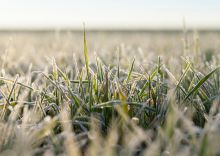 SmallSystemsPgm's tweet photo. This article explores the idea of 'cover crops,' which are off-season crops that absorb chemical runoff to preserve precious soil, keep pollution out of drinking water sources and lessen the need for more chemical inputs in the next growing season: https://t.co/8GSevhzvIB https://t.co/HuDhWNu0A8