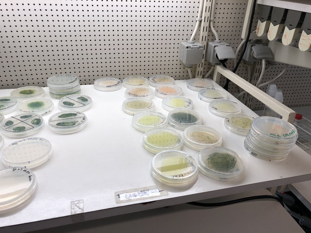 Frédéric de Lemos Esteves (@fdle12) on Twitter photo Tournages #MOOC #Biomasse made in <a href="/AgroBioTech/">Gembloux Agro-Bio Tech</a> et <a href="/UniversiteLiege/">Université de Liège</a> . Rencontres avec Lionel Delaude et Claire Remacle. Catalyse chimique et micro algues au programme ! 🦠🧫⚗️👨🔬👩🏻🔬☀️
@Alumni_ULg
<a href="/ULiegeResearch/">ULiège Research & Innovation</a>
<a href="/CultureULg/">Culture ULg</a>
<a href="/AuroreRichel/">Aurore Richel</a> <a href="/EricHaubruge/">Eric Haubruge</a> <a href="/cyborgjeff/">cyborgjeff</a> Tournages #MOOC #Biomasse made in <a href="/AgroBioTech/">Gembloux Agro-Bio Tech</a> et <a href="/UniversiteLiege/">Université de Liège</a> . Rencontres avec Lionel Delaude et Claire Remacle. Catalyse chimique et micro algues au programme ! 🦠🧫⚗️👨🔬👩🏻🔬☀️
@Alumni_ULg
<a href="/ULiegeResearch/">ULiège Research & Innovation</a>
<a href="/CultureULg/">Culture ULg</a>
<a href="/AuroreRichel/">Aurore Richel</a> <a href="/EricHaubruge/">Eric Haubruge</a> <a href="/cyborgjeff/">cyborgjeff</a>