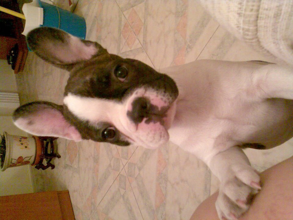 er_serginho's tweet photo. Ya estás descansando,ya nadie te volverá a mover para molestarte,ya te has ido y me partes el alma pero tú ya no querías más estar asin,y yo no quería verte asin has sidomaravilloso,viniste con 42 días y te vas con 12 años y 2meses,te echaré de menos gordo 😘D.E.P https://t.co/iW9Jua1L63