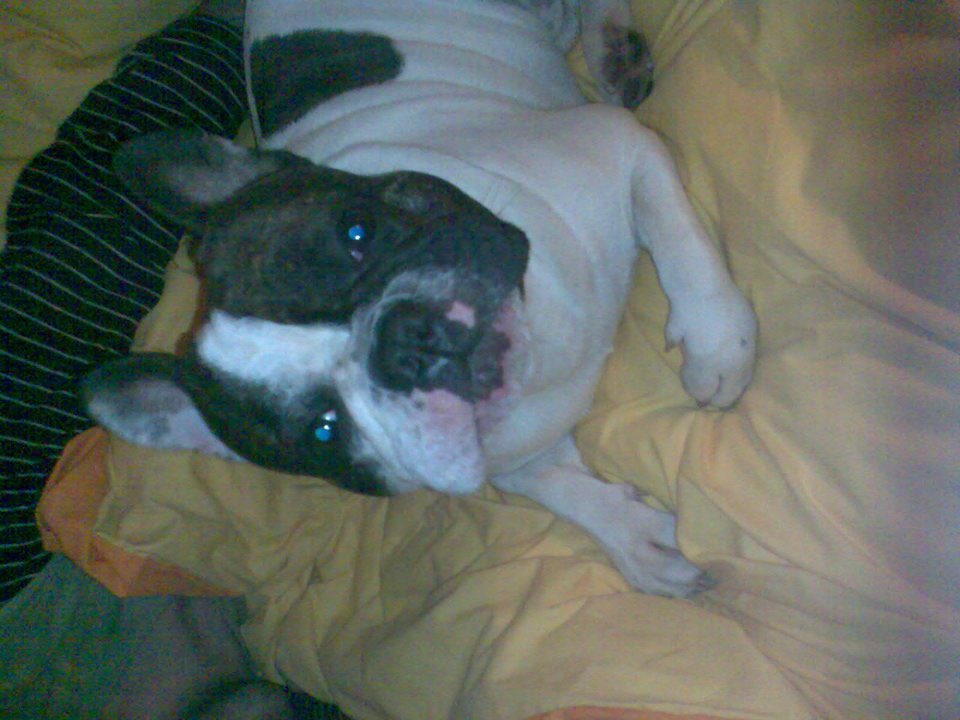 er_serginho's tweet photo. Ya estás descansando,ya nadie te volverá a mover para molestarte,ya te has ido y me partes el alma pero tú ya no querías más estar asin,y yo no quería verte asin has sidomaravilloso,viniste con 42 días y te vas con 12 años y 2meses,te echaré de menos gordo 😘D.E.P https://t.co/iW9Jua1L63
