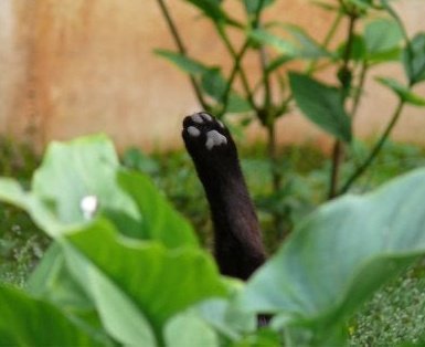 gatobscuro's tweet photo. #ConLosGatosNo
#ConLosGatosDePalacioNo
#FelizMiércoles #MeArdeQue quieran asesinar a los gatos que habitan Palacio Nacional https://t.co/CBGbKclR0T