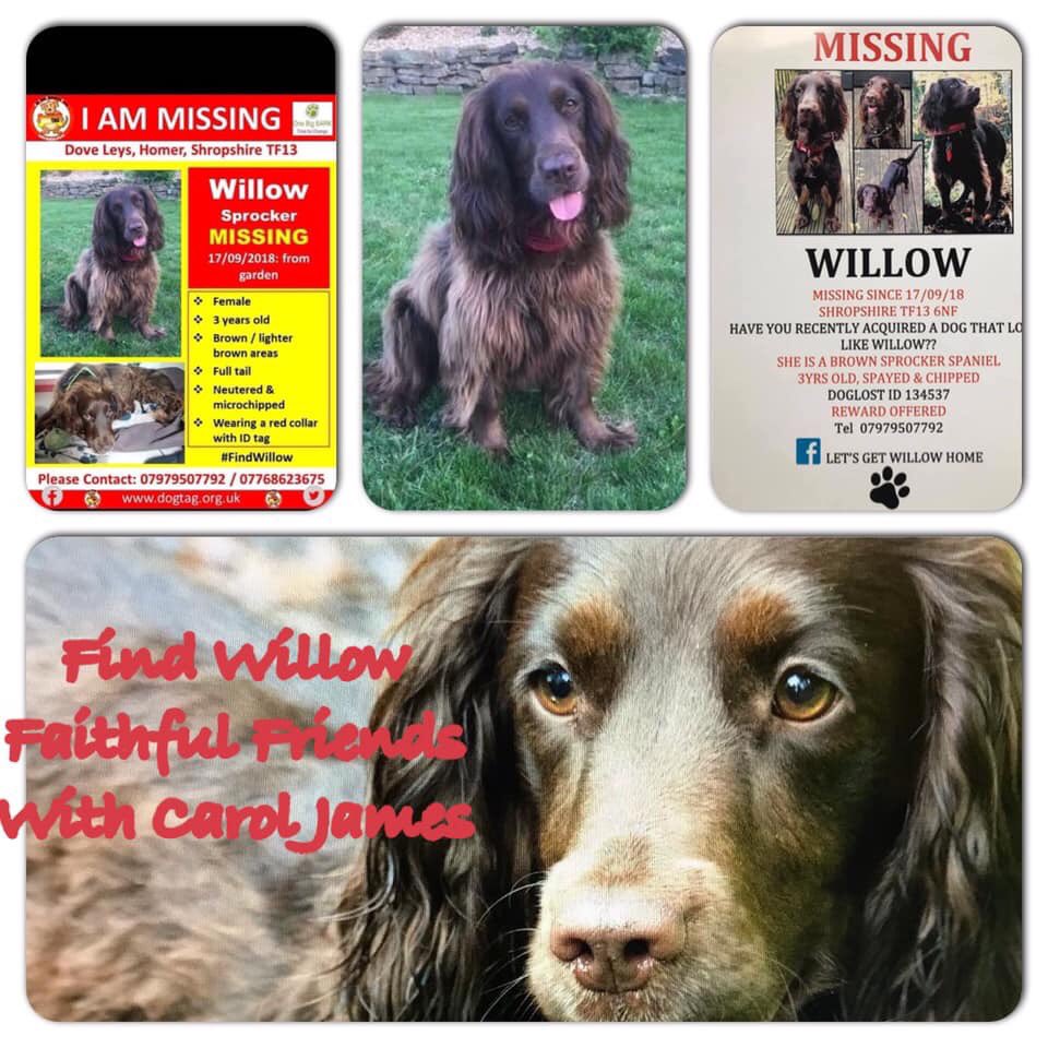 janice_adams3's tweet photo. Please RT
Willow 3 years old. Missing/presumed stolen since 17 Sept 2018.
Taken from garden# Please share to reunite with owner.
#Shropshire#TF13 6NF#
#Reward Offered#
@DoglostUK @MissingPetsGB @HunnyJax @Harveysarmy1 @DogTAGMids https://t.co/rZKACFSs9A