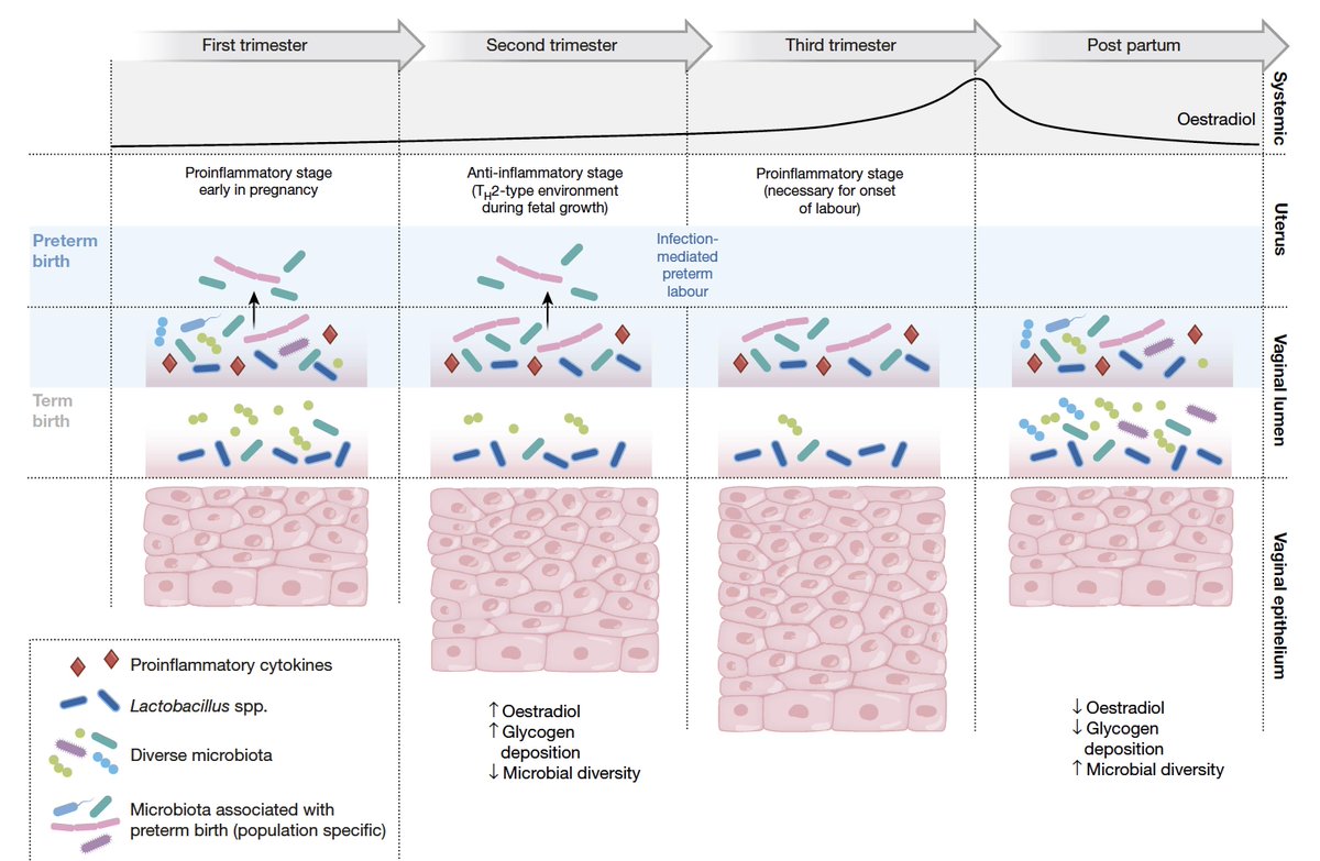 Pdf the restoration of the vaginal microbiota after treatment for bacterial vaginosis with metronidazole or probiotics