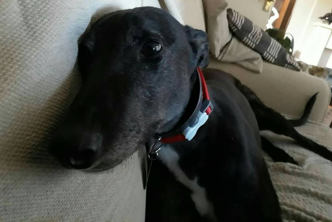 DurhamRetired's tweet photo. 4 days ago Tank jumped on his forever sofa and made himself at home. "Tank is doing well. He loves going out in the car, eating well and sleeping even better (he snores so loudly!) He loves squeaky balls and has 'killed' 2 already!" #foreversofa #retiredracers @SunderlandDogs https://t.co/odvpPhuJXB