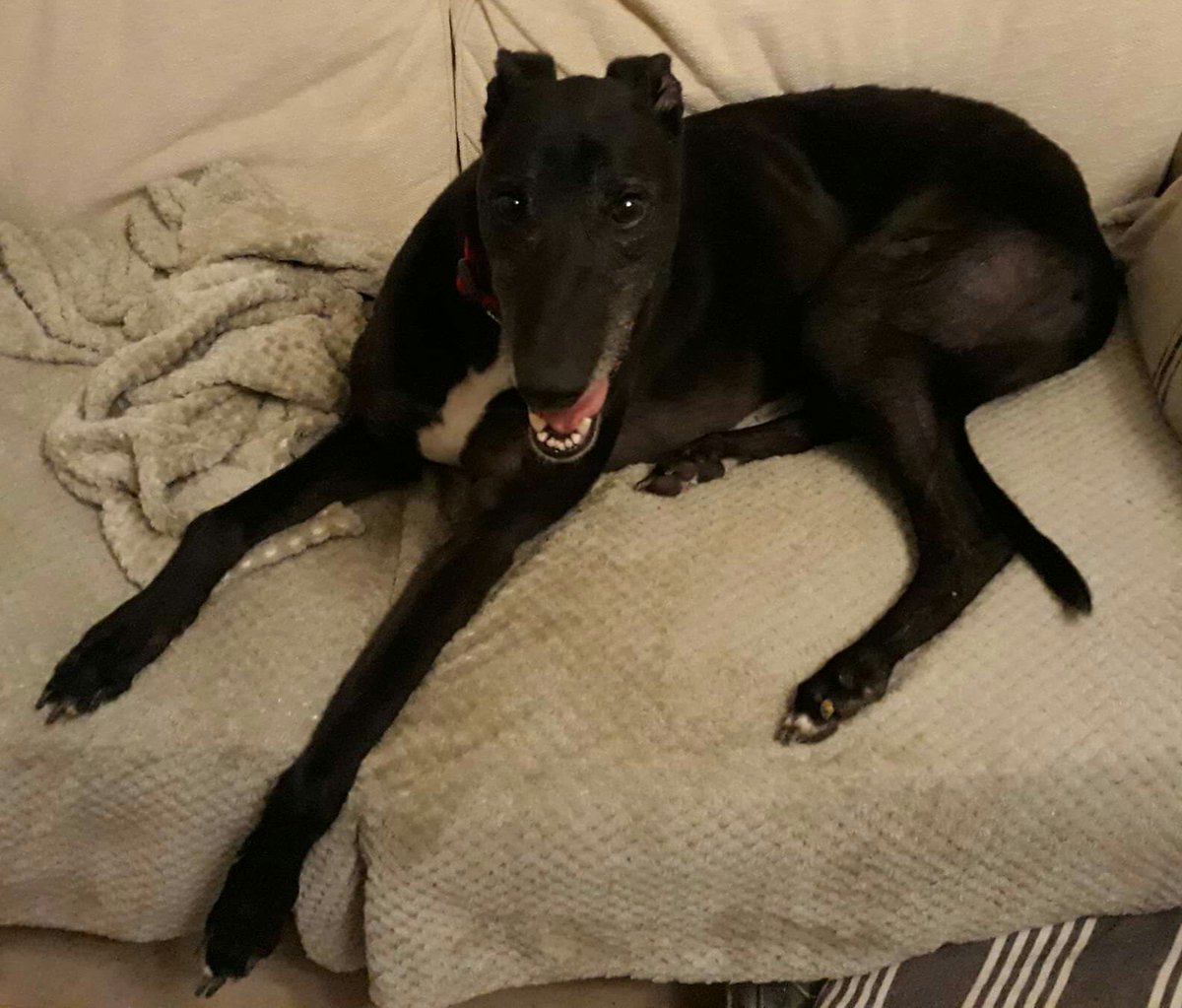 DurhamRetired's tweet photo. 4 days ago Tank jumped on his forever sofa and made himself at home. "Tank is doing well. He loves going out in the car, eating well and sleeping even better (he snores so loudly!) He loves squeaky balls and has 'killed' 2 already!" #foreversofa #retiredracers @SunderlandDogs https://t.co/odvpPhuJXB