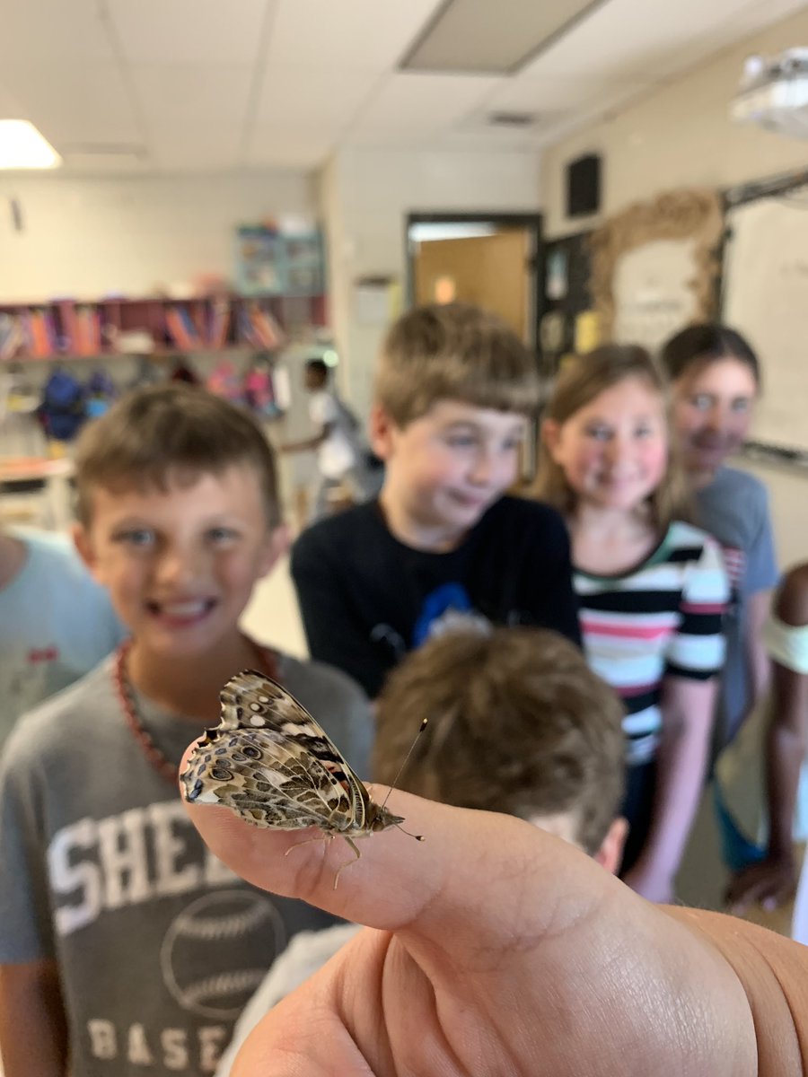 annaespangler's tweet photo. We have butterflies!! It has been so amazing watching the butterfly life cycle🦋 https://t.co/SkNAxWT56R