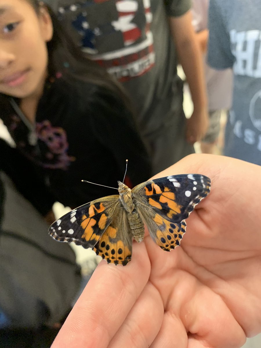 annaespangler's tweet photo. We have butterflies!! It has been so amazing watching the butterfly life cycle🦋 https://t.co/SkNAxWT56R