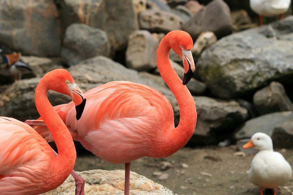 Какое животное розовое. Красный Фламинго. Обыкновенный Фламинго. Розовый Фламинго. Африканский Фламинго.