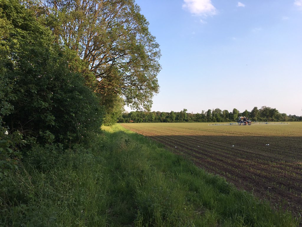 SUwland's tweet image. Onkruidbesrijding mais in volle gang! #Laudis #Capreno #MonsoonActive #Laudisthemovie #onderzaai @BayerCropNL #teambayerbenelux #gewasbescherming #mooieavond #mais