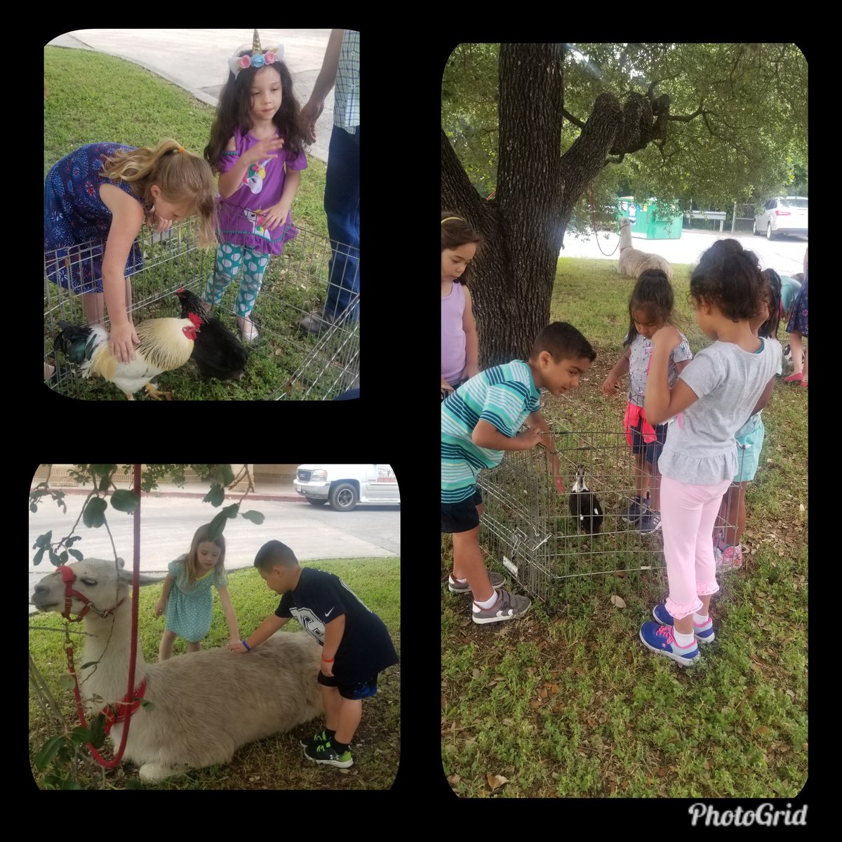 Our Eagle Readers enjoying their End of Year celebration with Fiesta Farms petting zoo. 
<a href="/eaglelibrary1/">Elrod Library (San Antonio)</a> 
#ThisIsElrod