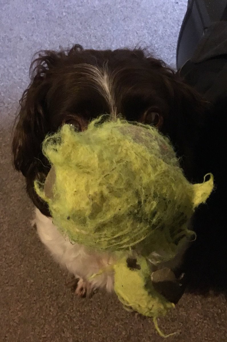 Disguised as a tennis ball 🎾 #Undercover #CovertOps