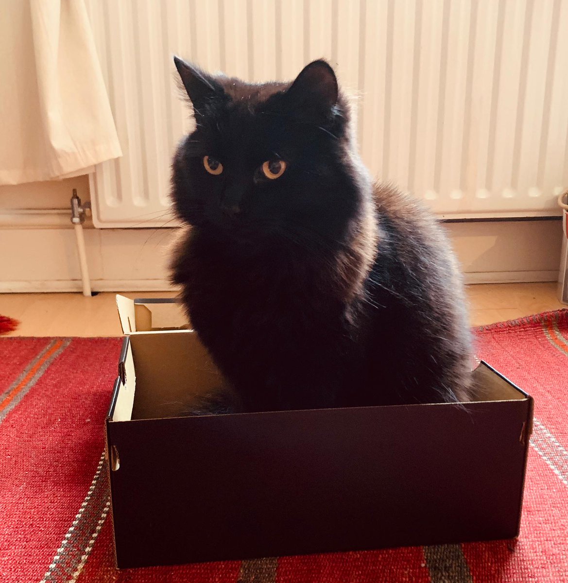 We've recently moved to Rochester Road, NW1, from Oseney Crescent, NW5, and our black long-haired cat Miro is now missing. Would really appreciate if anyone locally has seen him to DM me. Thanks x
