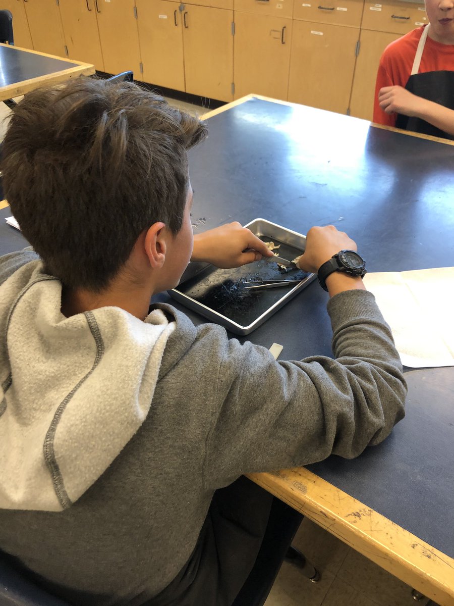 julienaugler's tweet photo. Thanks @stjoseph_CCSD for having me in to help volunteer with #eyedissections today! #Grade8 #LightAndOptics #Science https://t.co/OCB5iuGxSb