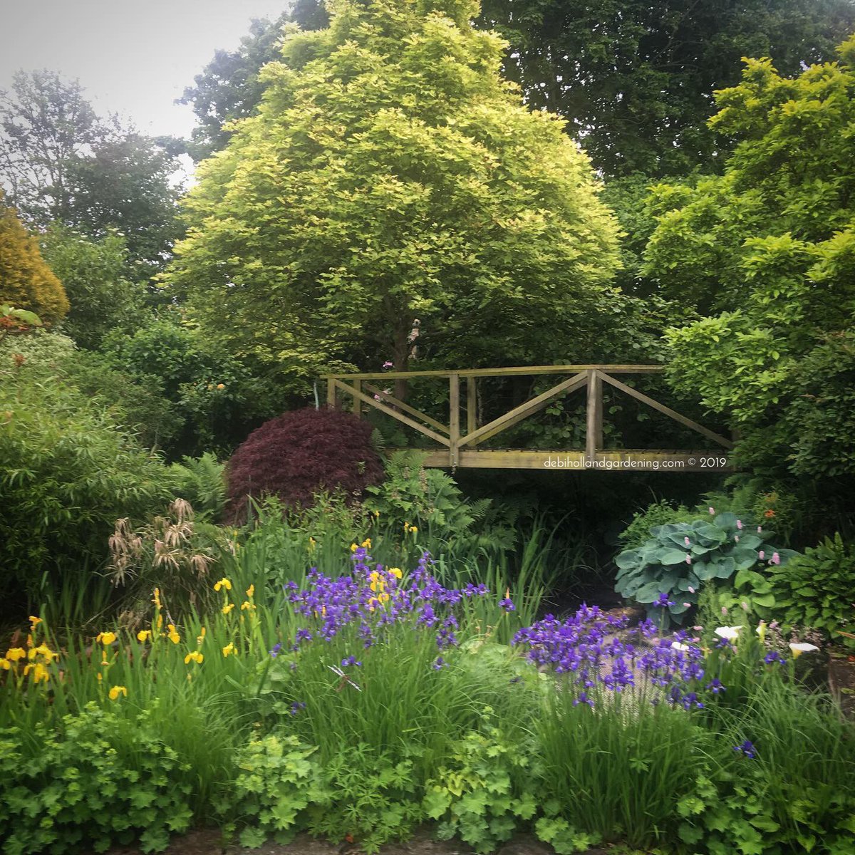DHgardening's tweet photo. Weather was not kind today BUT #gardening all day out in drizzle/rain was still a pleasure in this #paradisegarden So beautiful! Just made me smile...even if I was a bit wet! #happyplace #dreamgarden #gardener #gardenerslife #iris #hosta #trees #garden #naturelovers #monetbridge https://t.co/aquxZslhLo