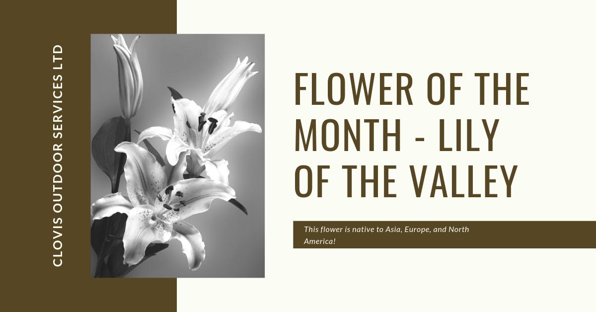 Did you know that the lily of the valley can be found on multiple continents? We LOVE knowing that people from all over the world have the chance to enjoy this gorgeous flower! 

#FlowerFacts 🌼