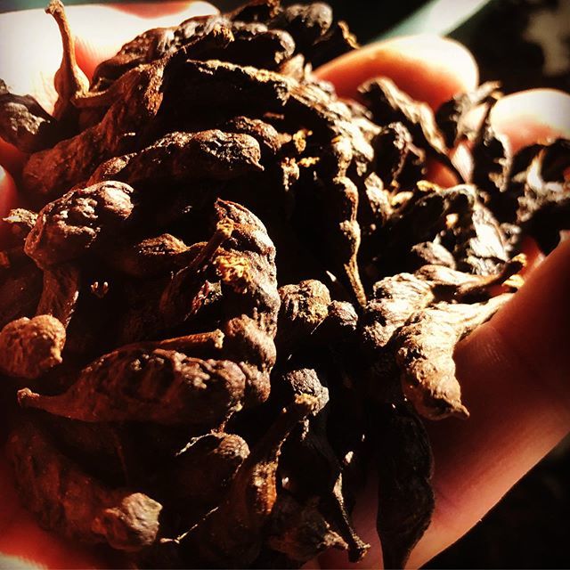 drdistilling's tweet photo. In the Cerrado there are two types of  botanicals known as monkey pepper. This one isn’t peppery but has ginger or galangal flavours with a sweetness to the taste. https://t.co/Y0KHFXCy2k https://t.co/7O0UzXQnlq