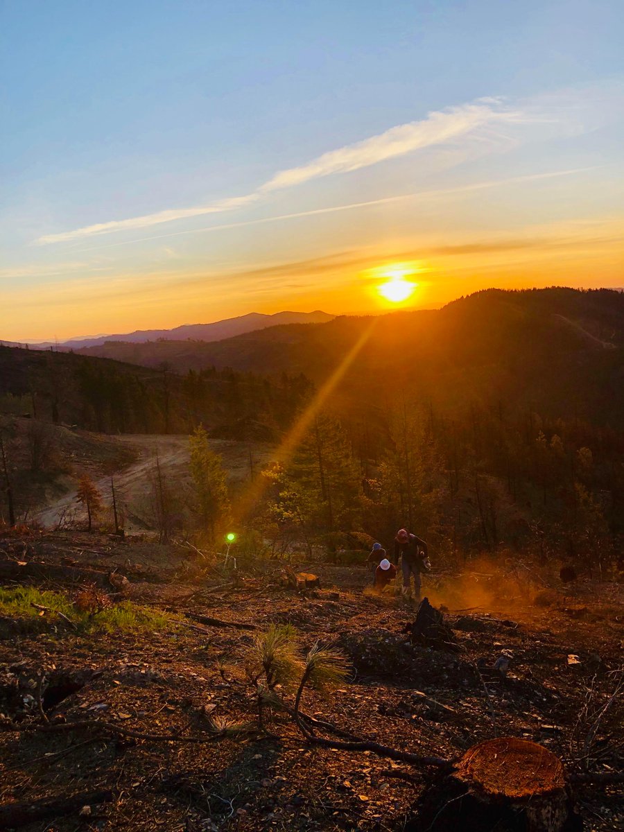 'Beautiful day to restore the forest!' -- SPI Reforestation team member Sara Holloway

She shared these beautiful photos earlier this month snapped while planting in the Carr Fire area just above French Gulch, CA. #spiproud #forestproud #renewableresource