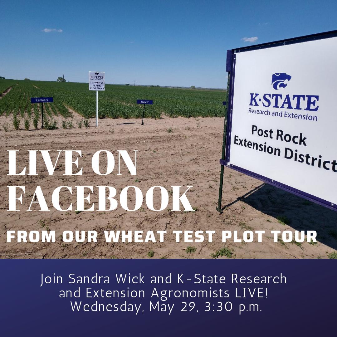 Join us LIVE today in the wheat field at 3:30 p.m. with a report from our Post Rock District Wheat Plot tour with Dr. Romulo Lollato and Dr. Erick DeWolf!    <a href="/KSUWheat/">Romulo Lollato</a> <a href="/KSUWheatDisease/">KSU Wheat Pathology</a>
